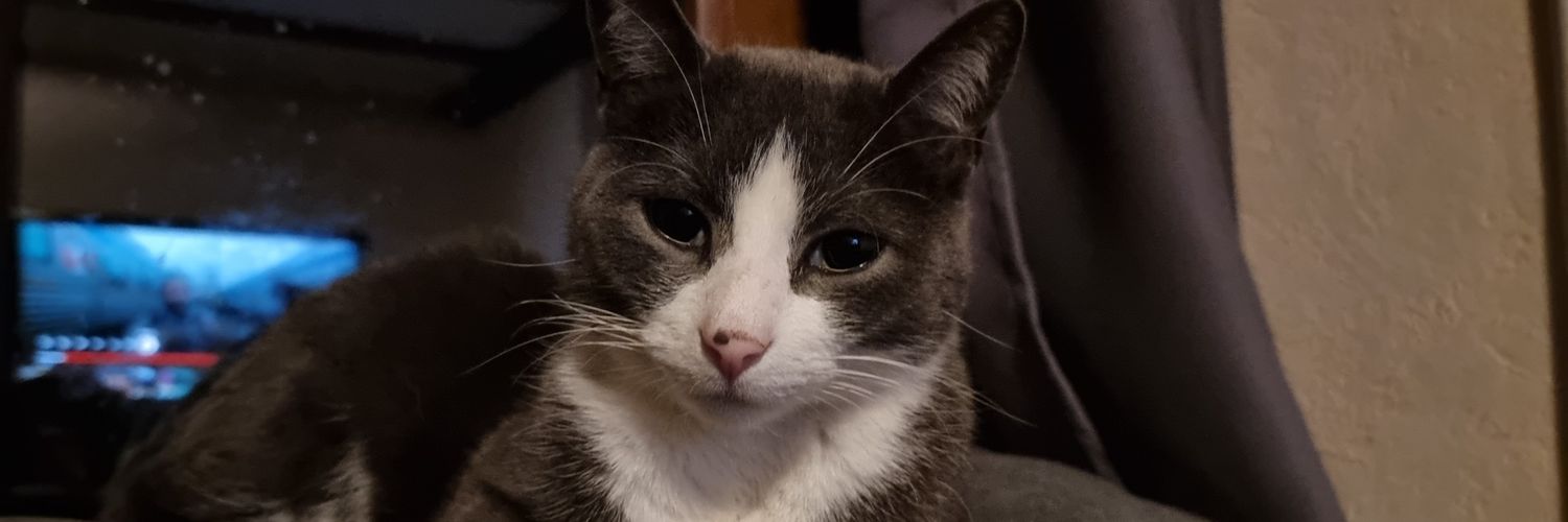 cat' 🪄🪄 banner