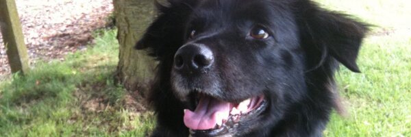 domdyer70 Profile Banner