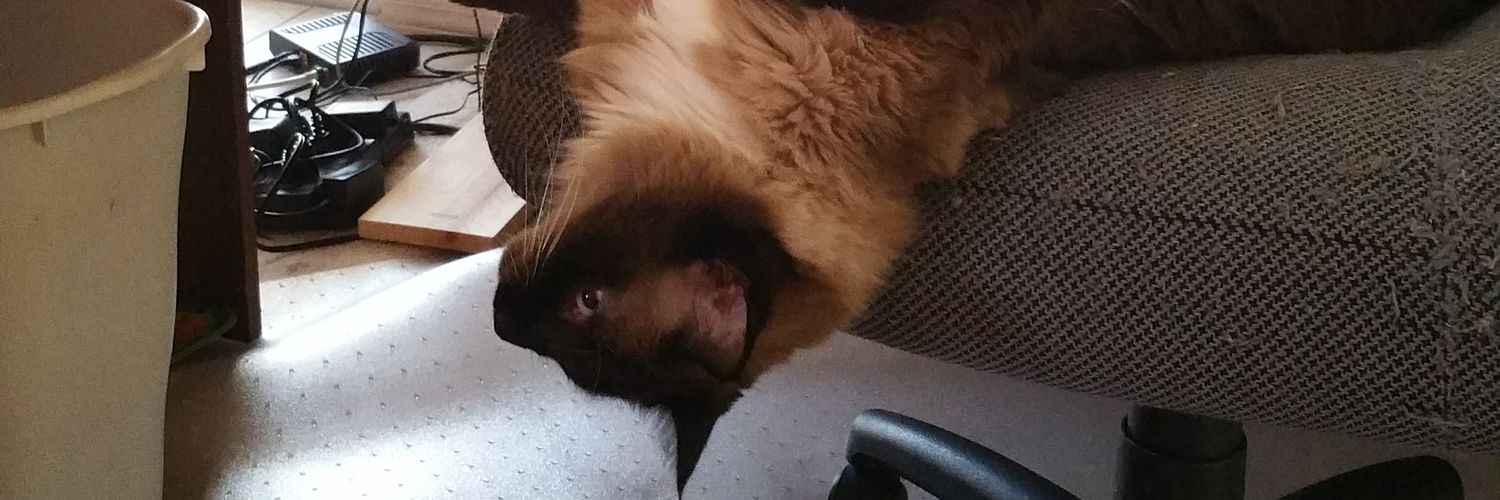 BinderZoo's profile banner image