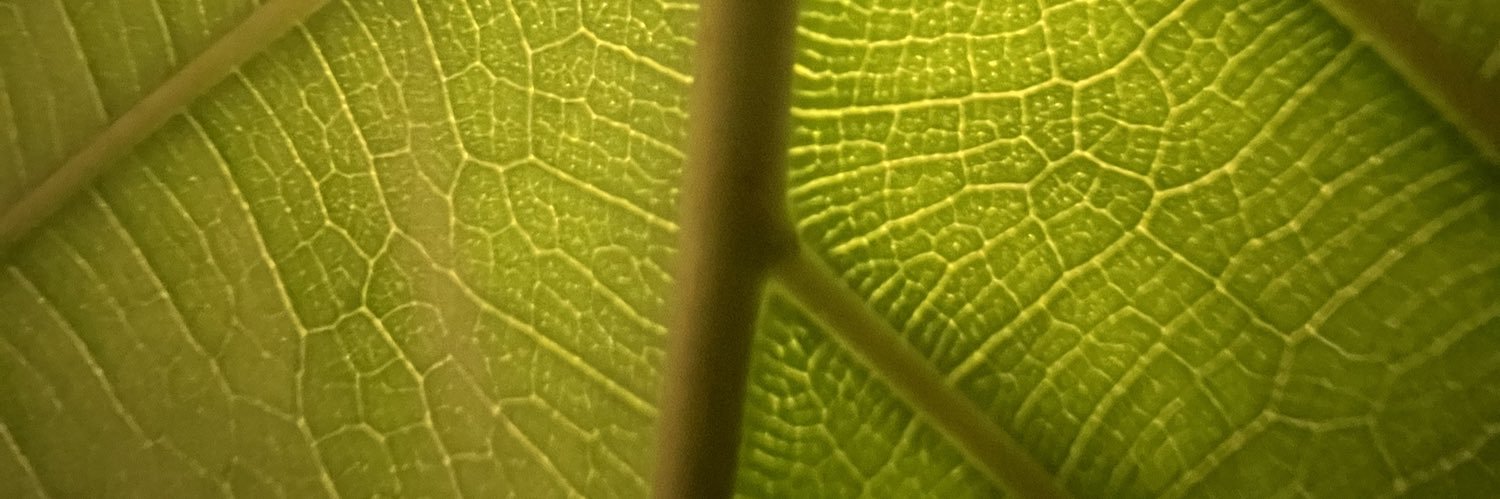 __Everything__'s profile banner image