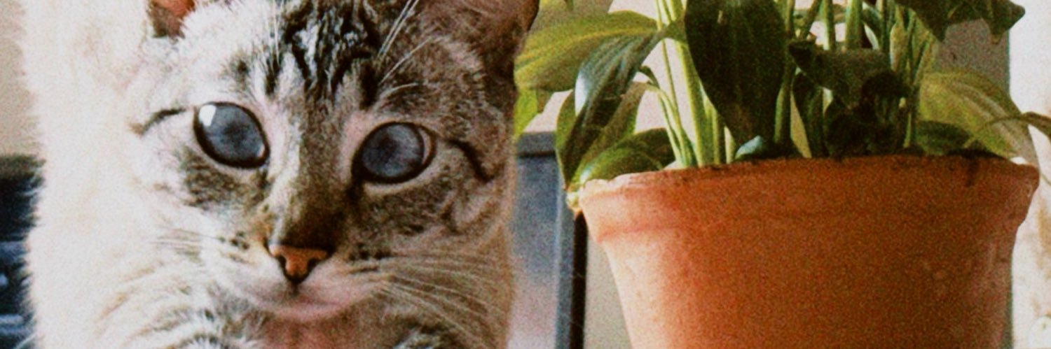 laadygata's profile banner image