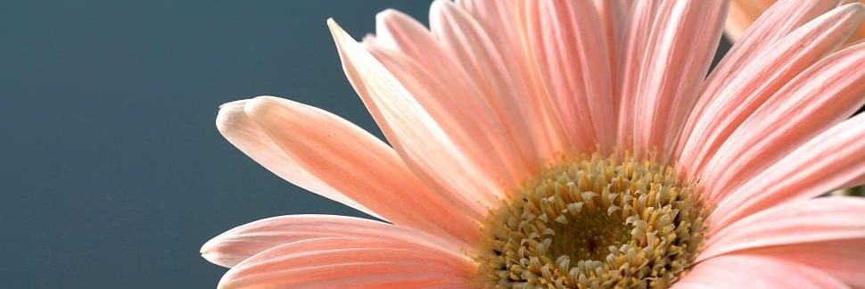 TigerLilly_Mom's profile banner image