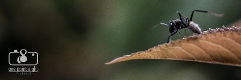 Tinashe Ziswa banner