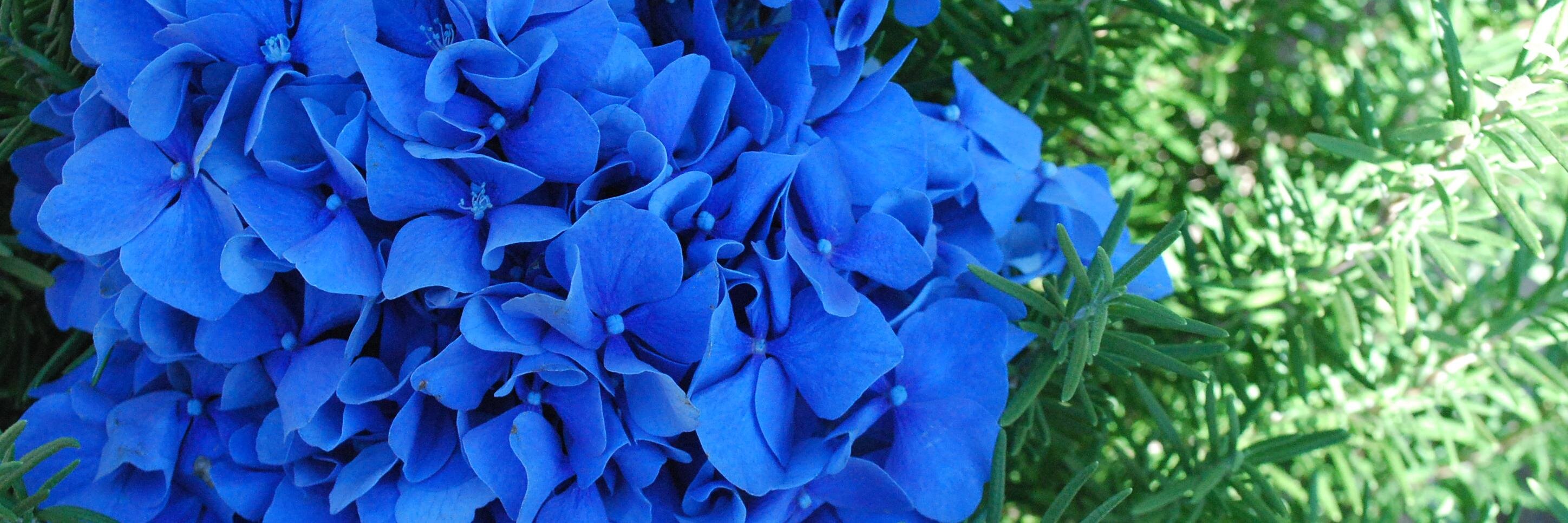 _bluehydrangea's profile banner image