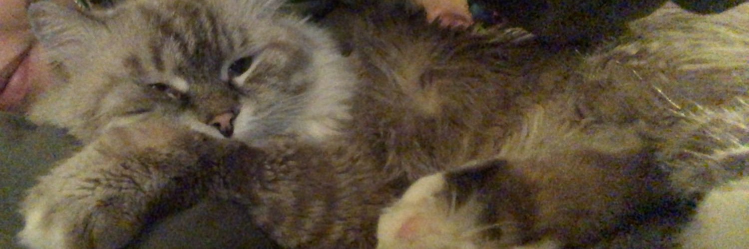 MmmmDani's profile banner image