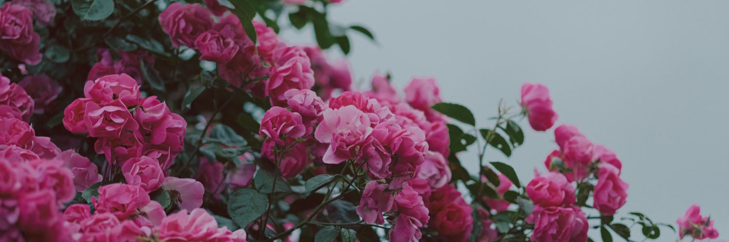 𝚖𝚘𝚗𝚔𝚢𝙳𝙸𝙾's banner