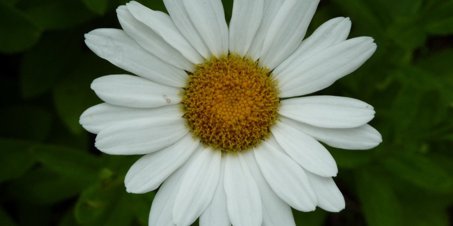 gshepgirl's profile banner image