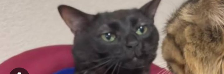 aisabelaas's profile banner image