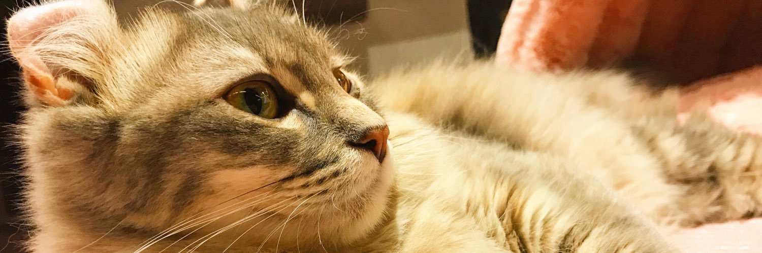 miyaaacoo's profile banner image