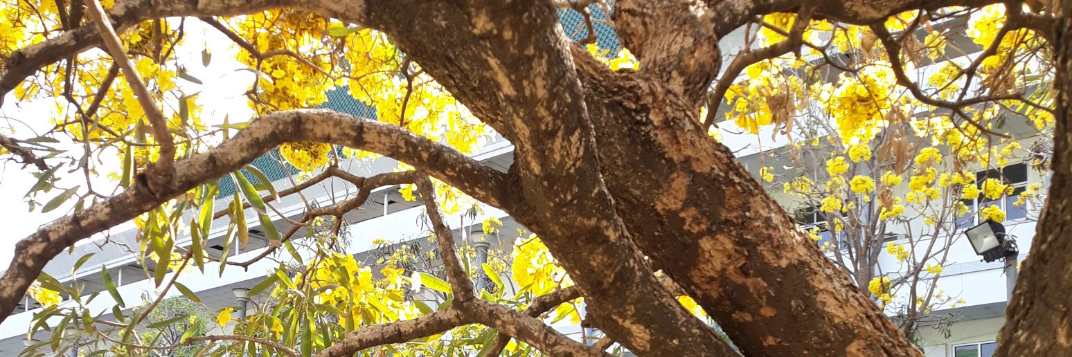 ftrnbella's profile banner image