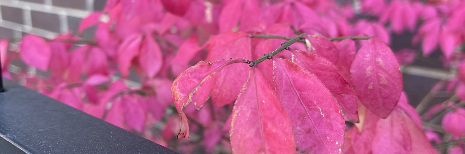 Amanda_Cushen's profile banner image
