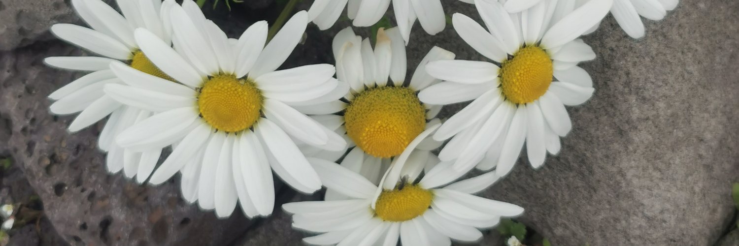 vasaraLV's profile banner image