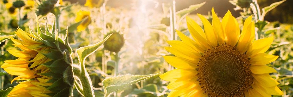 🌻Tia🌻 banner
