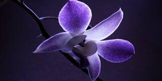 Carysa_03's profile banner image