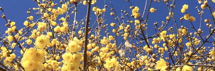 木琴ウルフ banner