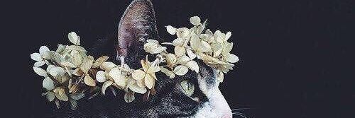 regithapr's profile banner image