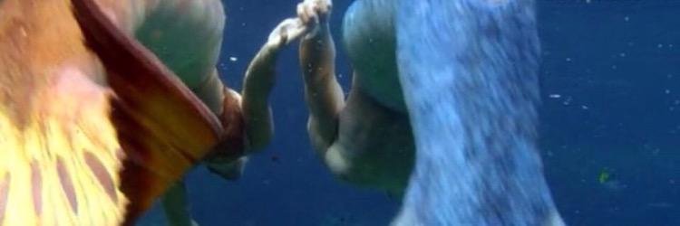 Gemma Forsyth banner