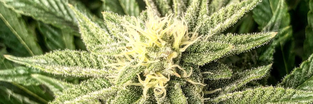 ItsChronic420's profile banner image
