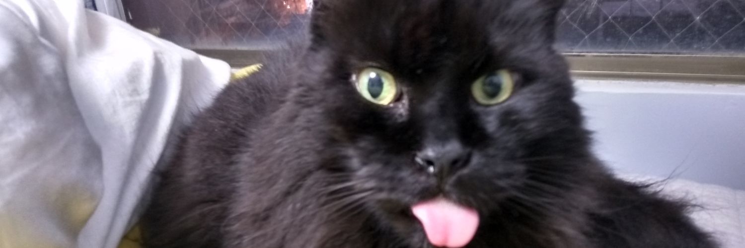 FelipeRojasR's profile banner image