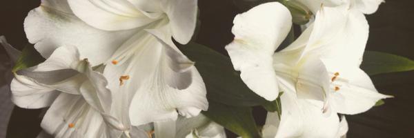 mih_uchoa Profile Banner