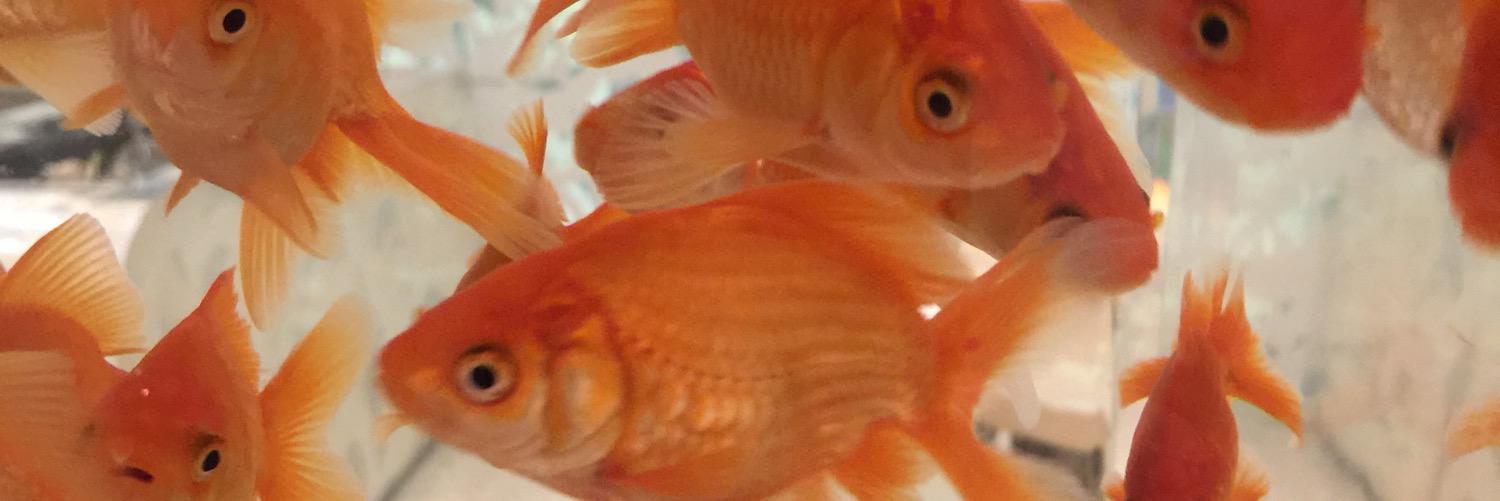 Mischel Miller banner