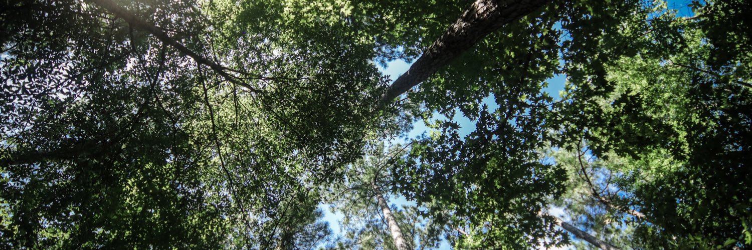 pinecovetimbers's profile banner image