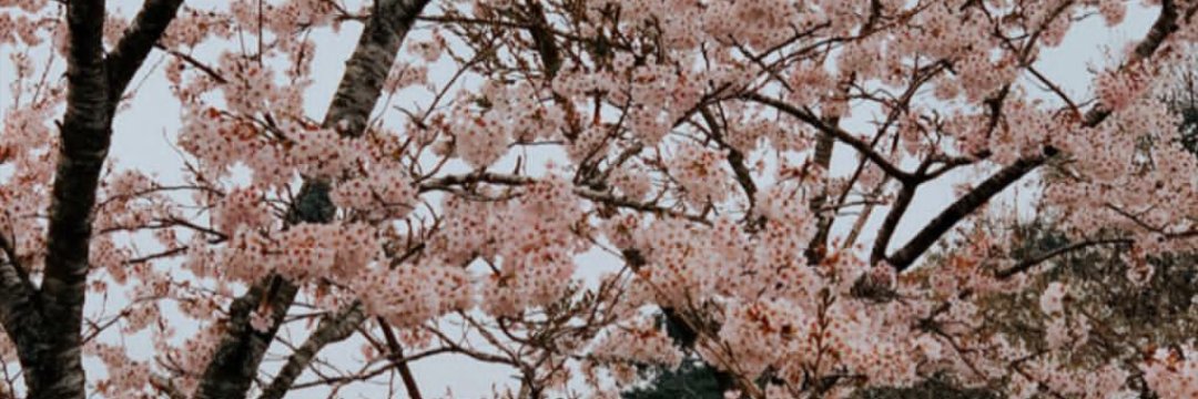 Hananrtkh's profile banner image