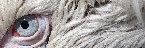 modiraepoarch's profile banner image