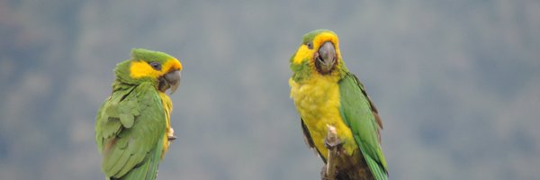 ProAvesColombia Profile Banner