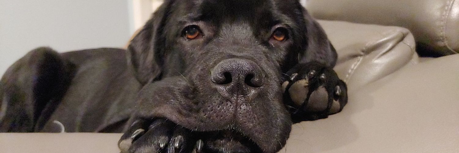 Mr_Papou's profile banner image