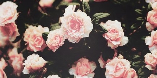 xAnoukjee_'s profile banner image