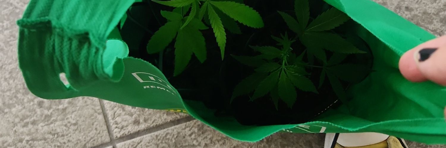 docekiwi's profile banner image