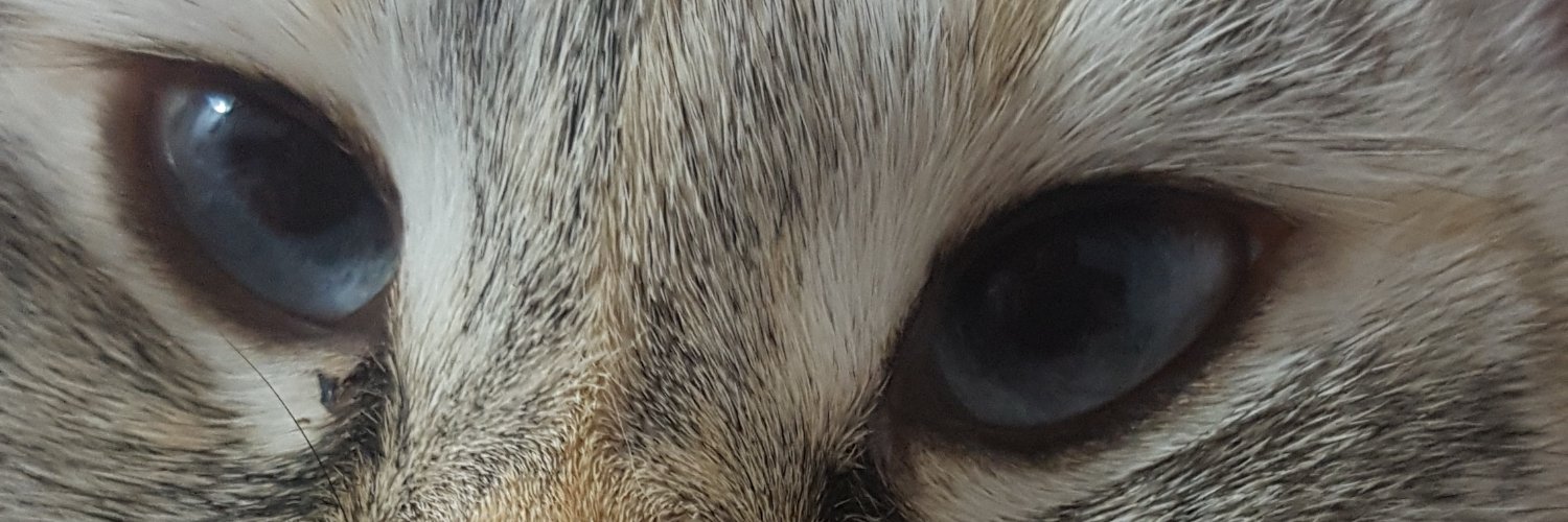 Cryptokat159's profile banner image
