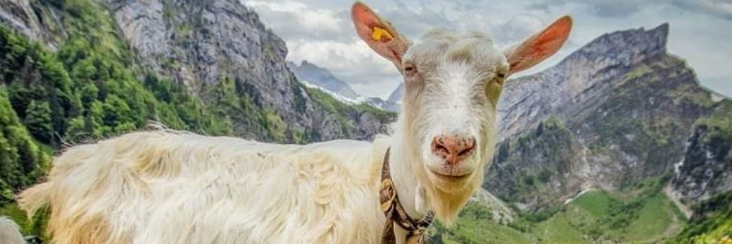 MichelArnet69's profile banner image