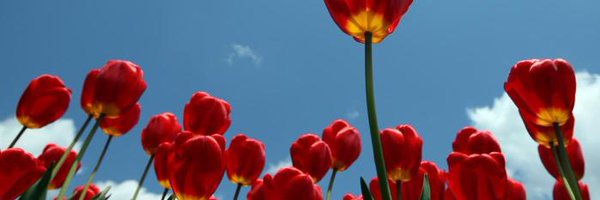 Iandoli Profile Banner