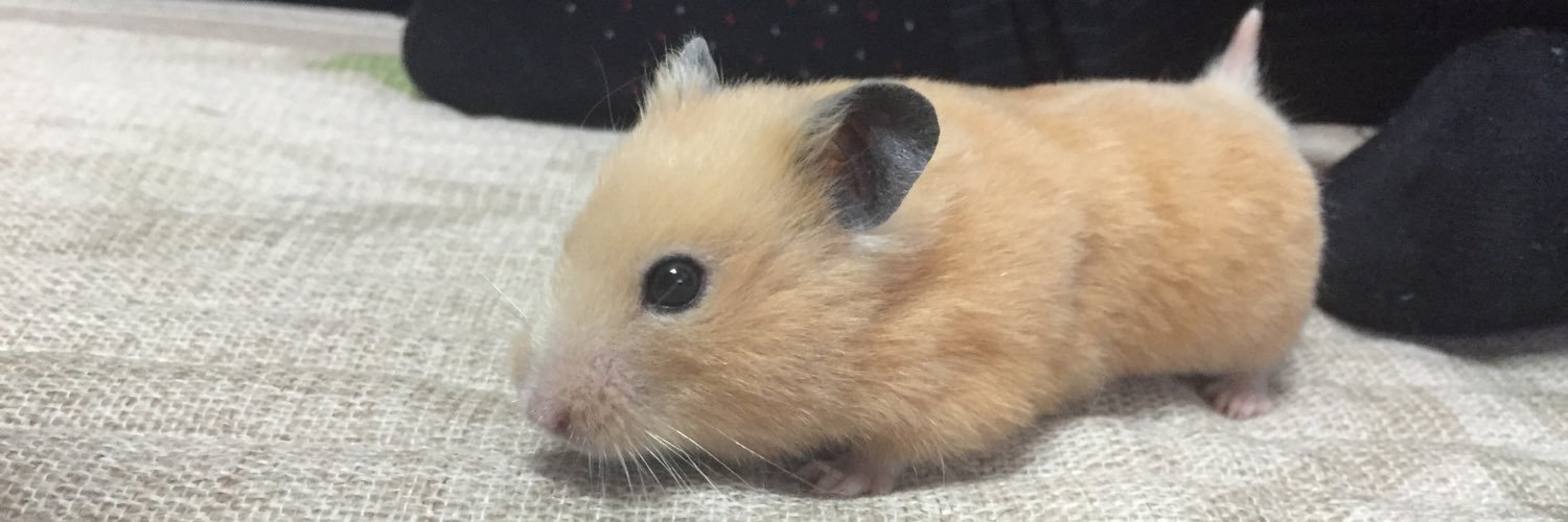 Chihoperon's profile banner image