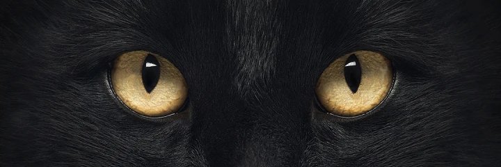 catmpuss's profile banner image