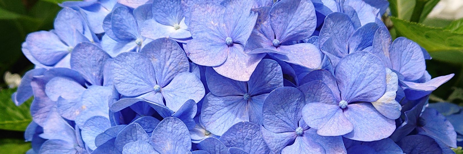 n__alohappy's profile banner image