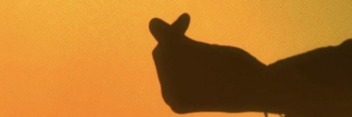 CindyFernandz's profile banner image