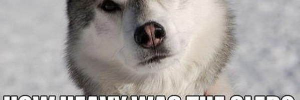 WorkingDogWorks's profile banner image