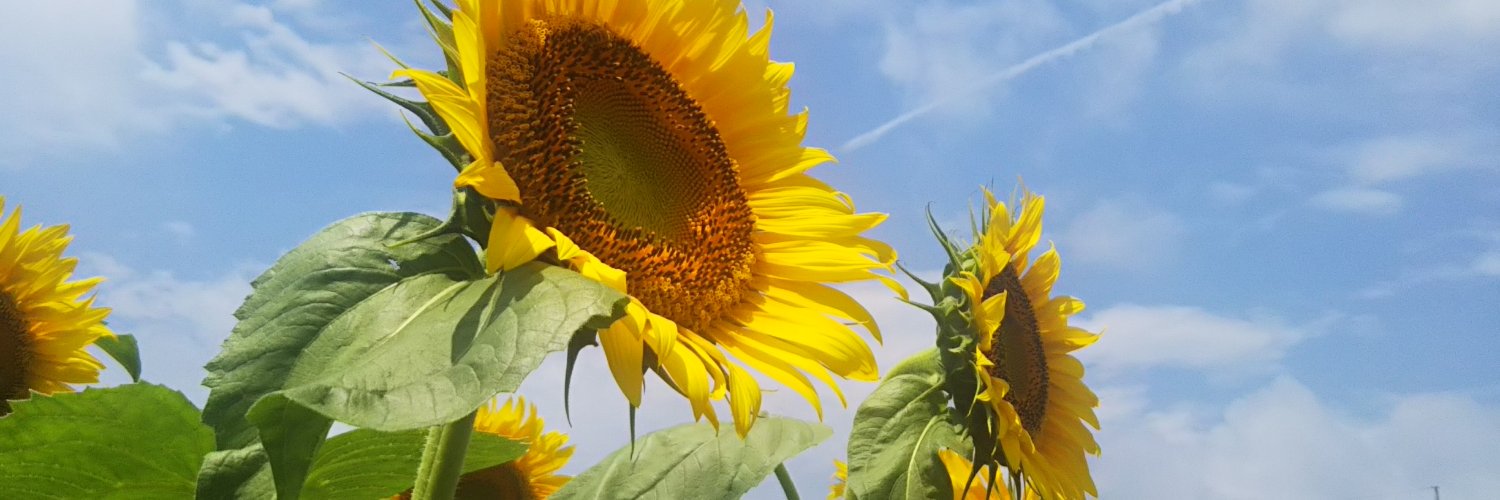 0245Amigo's profile banner image