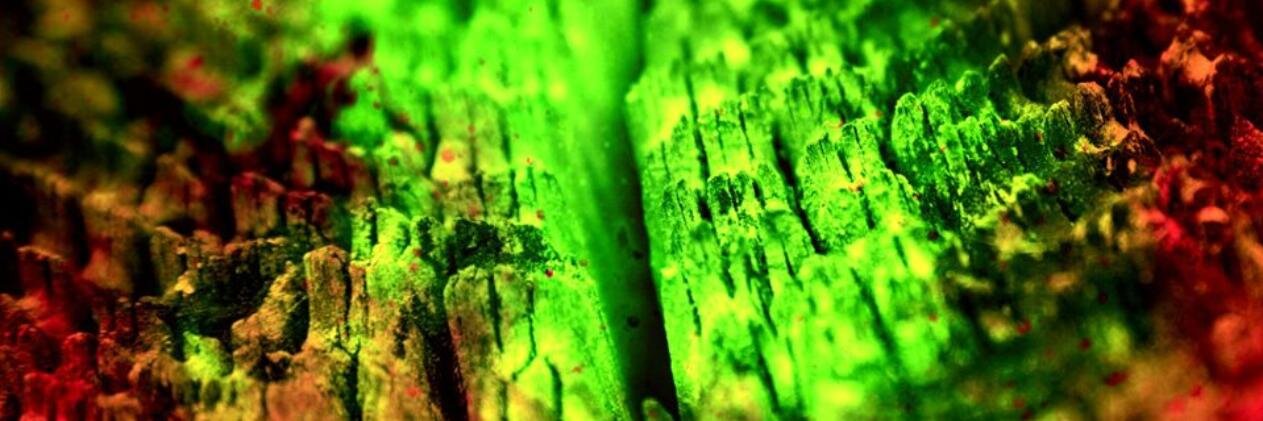 Picapau banner