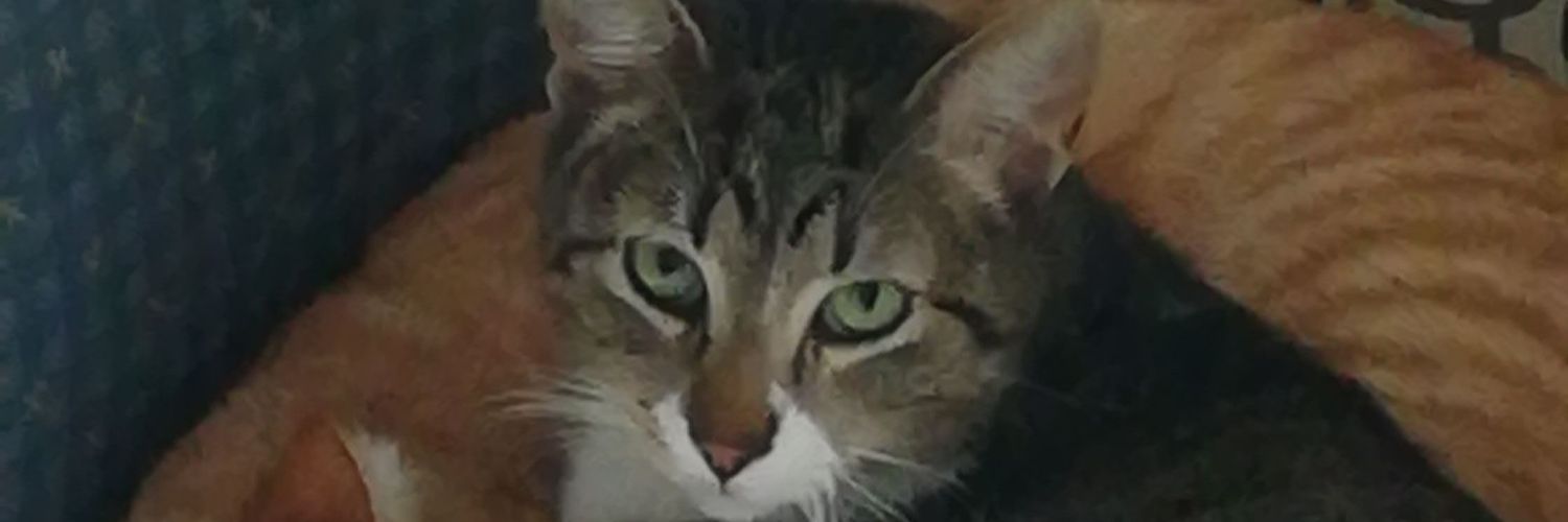 ManoloRivCol's profile banner image