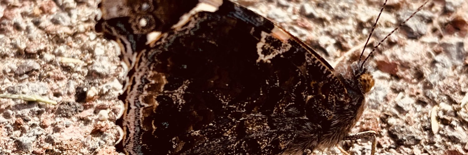 dyanago's profile banner image