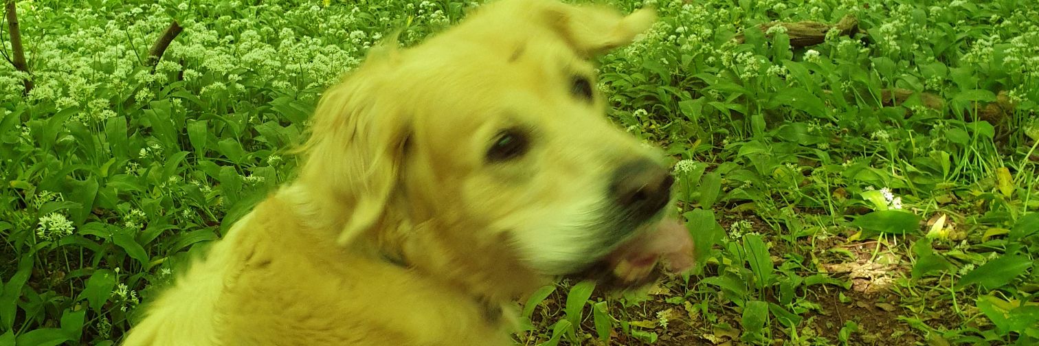 suewill63's profile banner image