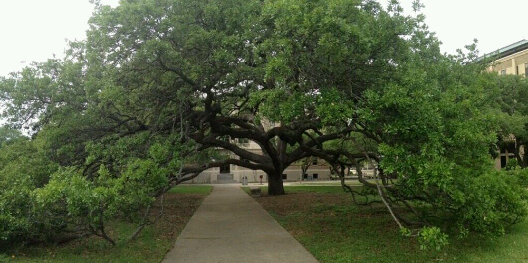 CenturyTree's profile banner image