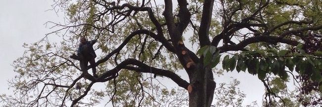 Dazthetreeman's profile banner image