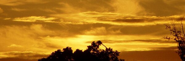 _C4Master_ Profile Banner