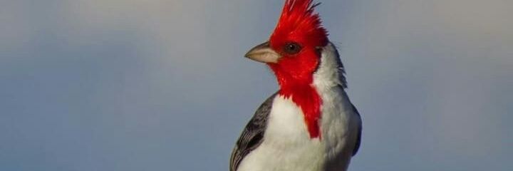 ChupamelpijoRT's profile banner image