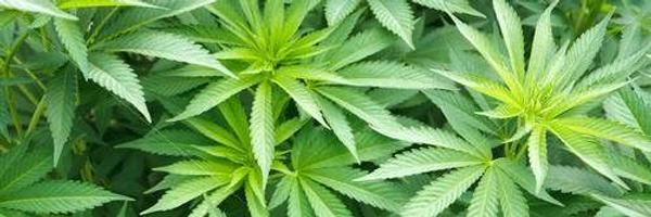 Bau_hellcrew Profile Banner